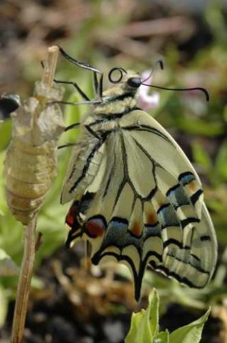 Papilio machaon