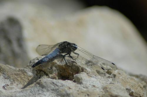 Orthetrum cancellatum