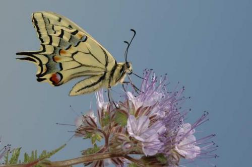 Papilio machaon