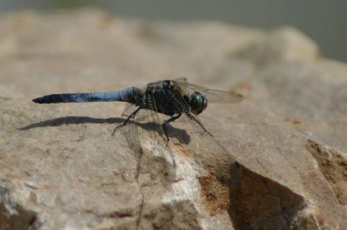 Orthetrum cancellatum