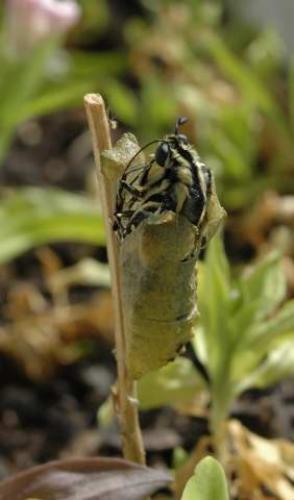 Papilio machaon