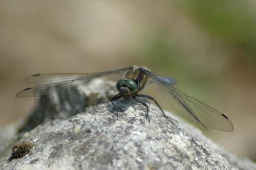 Orthetrum cancellatum