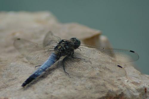 Orthetrum cancellatum