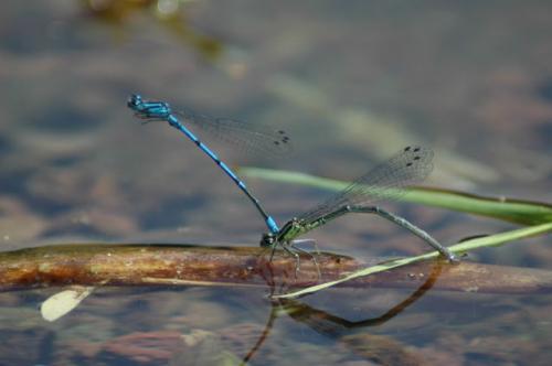 Coenagrion puella