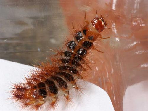 Drilus flavescens