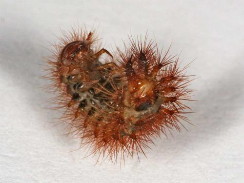 Drilus flavescens