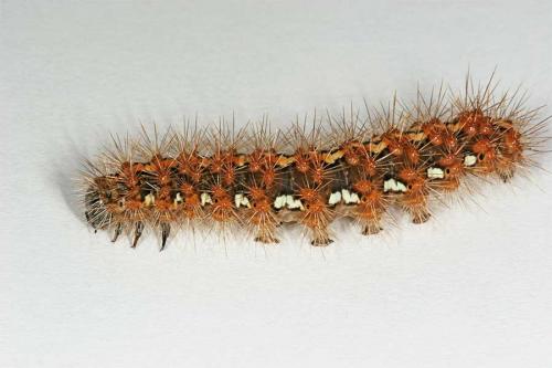 Euplagia quadripunctaria