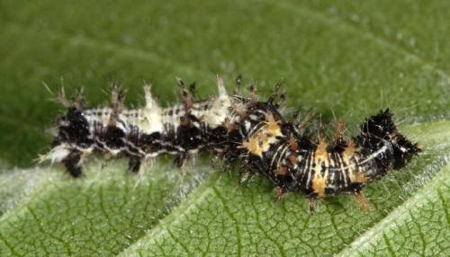 Réf. 2 446 : Polygonia c-album