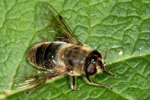 Eristalis tenax