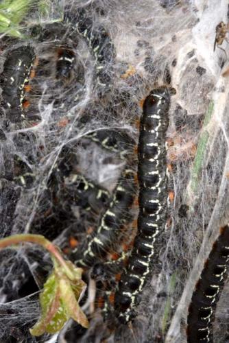 Eriogaster lanestris