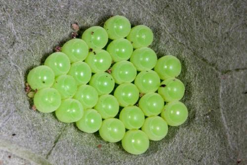 Palomena prasina