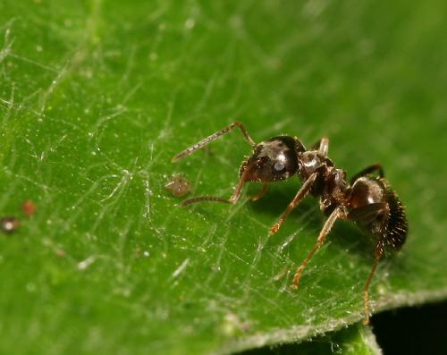 Lasius sp.