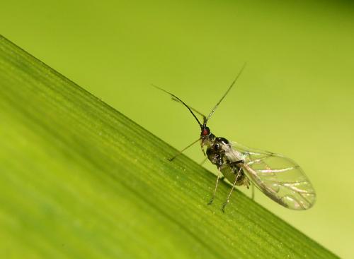 Réf. 2 063 : Macrosiphum sp.