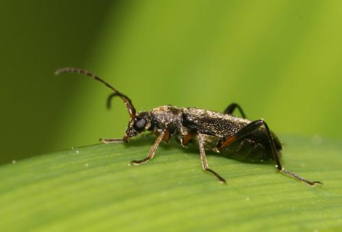 Grammoptera ruficornis
