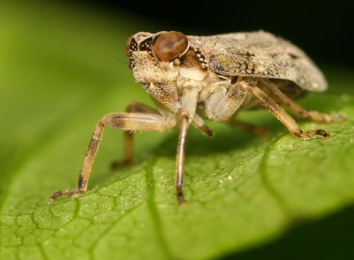 Issus coleoptratus
