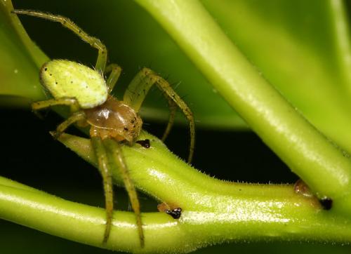 Araniella sp.