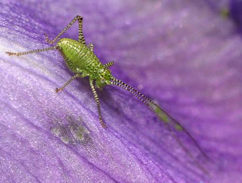 Phaneropterinae