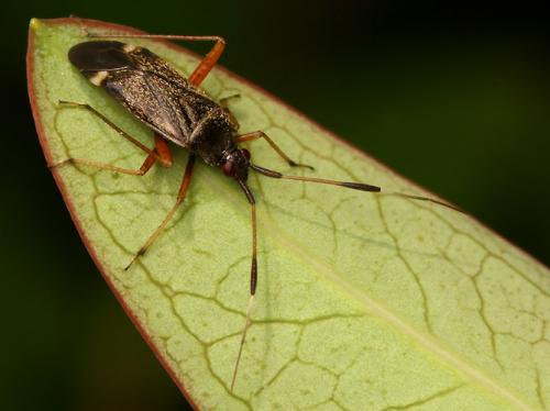 Closterotomus biclavatus