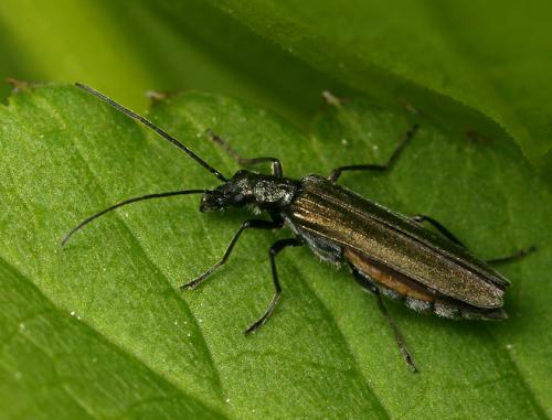 Oedemera sp.