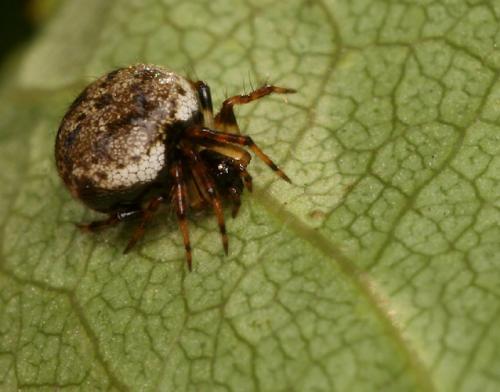 Réf. 2 485 : Dipoena melanogaster