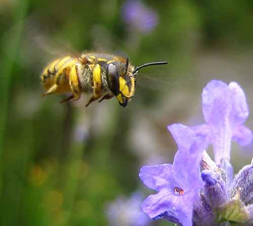 Réf. 2 991 : Anthidium manicatum