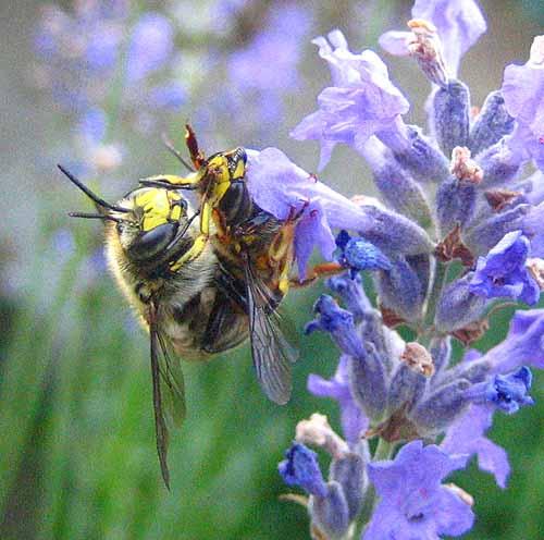 Réf. 2 992 : Anthidium manicatum