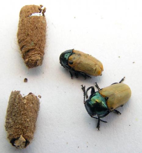 Réf. 2 388 : Labidostomis sp.