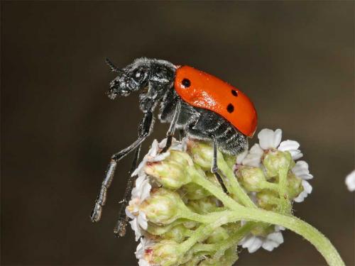 Lachnaia pubescens