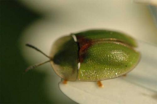 Réf. 2 682 : Cassida sp.