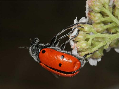 Lachnaia pubescens