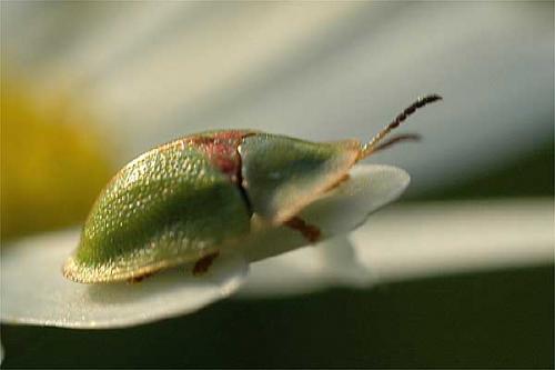 Cassida sanguinolenta