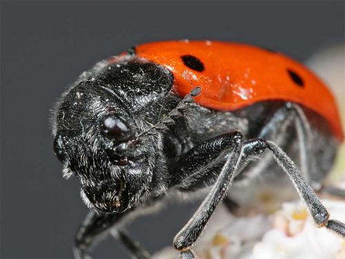 Lachnaia pubescens