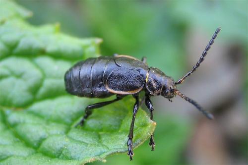 Réf. 2 441 : Arima marginata