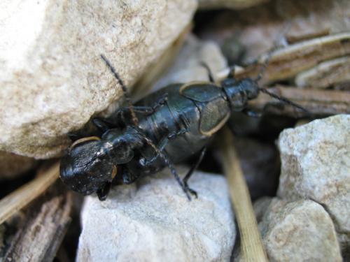 Arima marginata