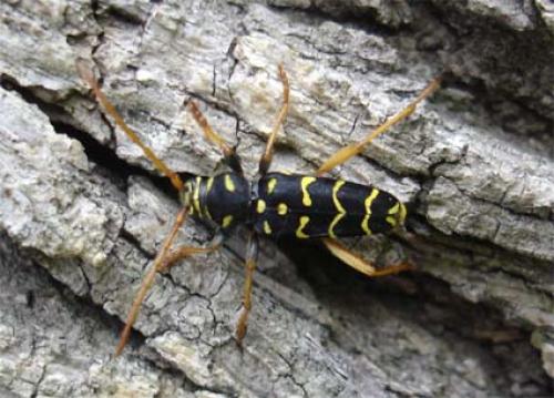 Plagionotus arcuatus