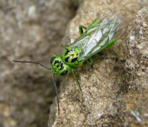 Réf. 2 434 : Rhogogaster sp.
