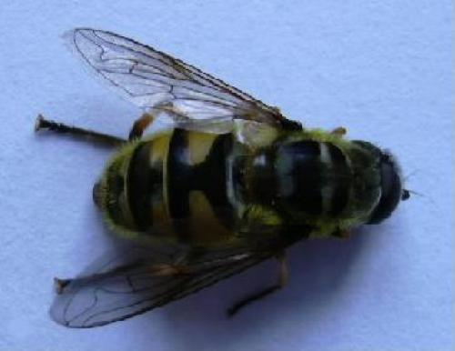 Réf. 2 261 : Myathropa florea