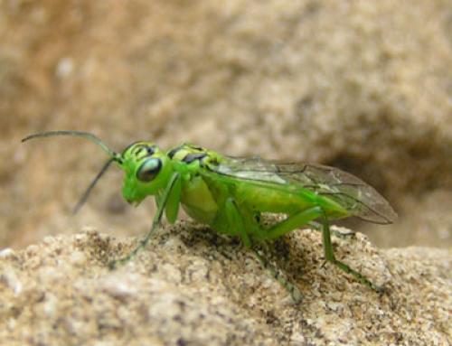 Réf. 2 435 : Rhogogaster sp.