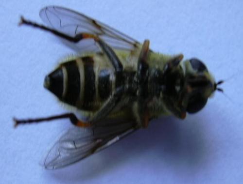 Réf. 2 262 : Myathropa florea