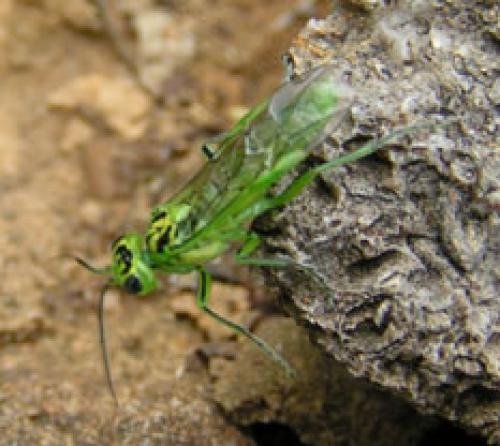 Rhogogaster sp.