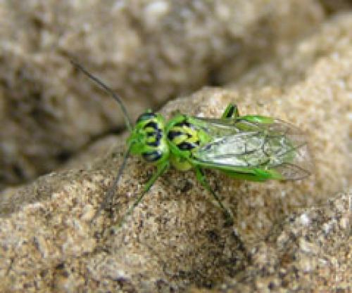 Rhogogaster sp.