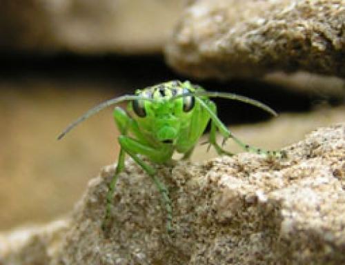 Réf. 2 456 : Rhogogaster sp.