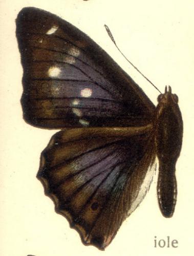 Réf. 2 821 : Apatura iris jole