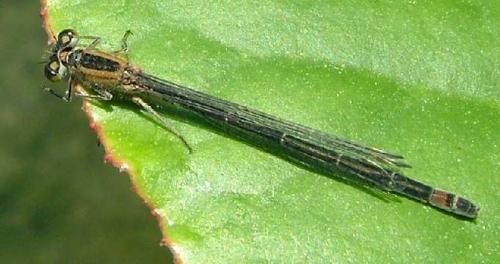 Ischnura elegans