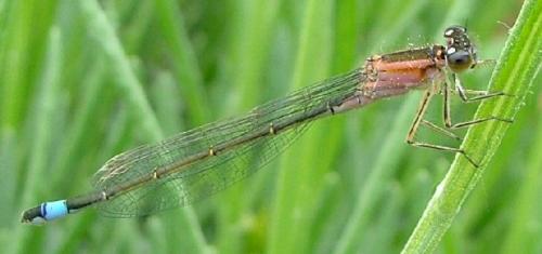 Réf. 2 193 : Ischnura elegans