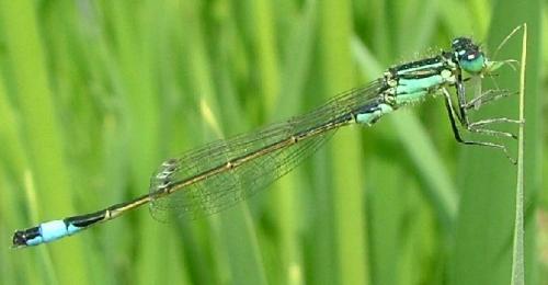 Ischnura elegans