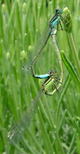 Ischnura elegans