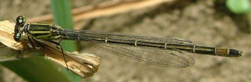 Réf. 2 556 : Ischnura elegans