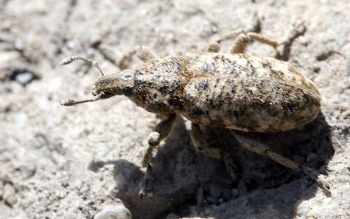 Cyphocleonus dealbatus