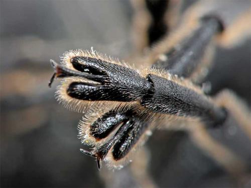 Réf. 2 685 : Lachnaia sp.
